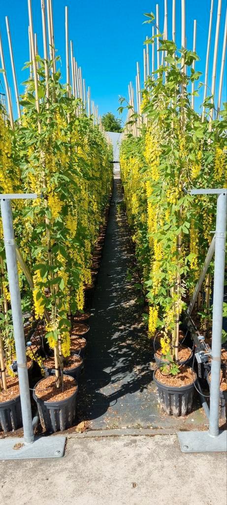 Laburnum watereri 'Vossii' (Gouden Regen)🌿, Tuin en Terras, Planten | Bomen, Overige soorten, 100 tot 250 cm, Volle zon, Zomer