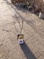Crataegus Paul Scarlet Struik, Ophalen, In pot, Volle zon, Overige soorten
