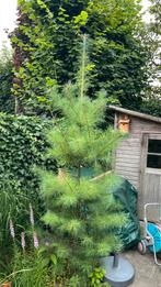 Pinus Strobus, Tuin en Terras, Planten | Bomen, Ophalen, 250 tot 400 cm