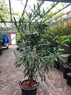 Oleander, Tuin en Terras, Planten | Bomen, Overige soorten, 100 tot 250 cm, Zomer, Ophalen