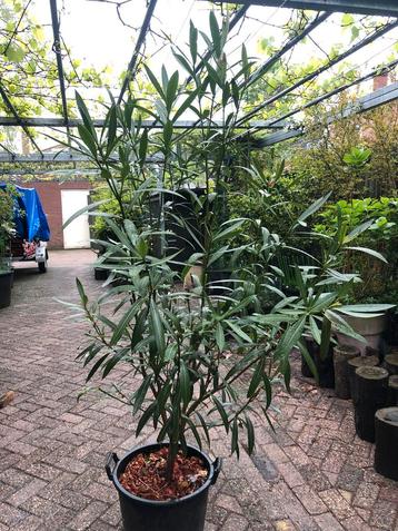 Oleander beschikbaar voor biedingen