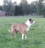 Boerderij zoekt hond, Geslacht onbekend, Eén hond, 3 tot 5 jaar, Nederland