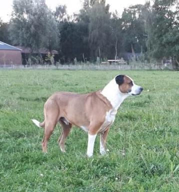 Boerderij zoekt hond beschikbaar voor biedingen