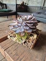 Vetplant op kurk, Groene kamerplant, Ophalen of Verzenden, Overige soorten, Minder dan 100 cm