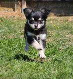 CHIHUAHUAPUPS TRICOLOR RASZUIVER TE KOOP, Dieren en Toebehoren, Honden | Chihuahua's en Gezelschapshonden, België, Particulier