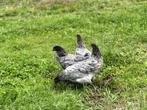 Jonge tamme Australorp kippen Blauw gesekst en ingeënt, Dieren en Toebehoren, Pluimvee, Vrouwelijk, Kip