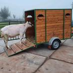 Veekar veetrailer aanhanger, Mannelijk, Schaap