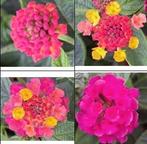 Wisselbloem (Lantana camara) nr.53, Ophalen of Verzenden, Zomer