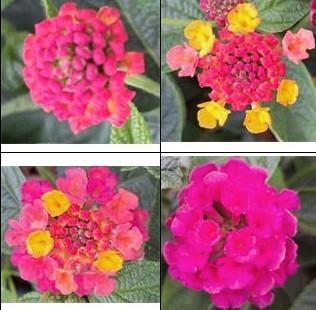 Wisselbloem (Lantana camara) nr.53, Tuin en Terras, Planten | Tuinplanten, Zomer, Ophalen of Verzenden