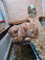 2 konijnen rammen inclusief hok ferplast, Dieren en Toebehoren, Mannelijk, Groot