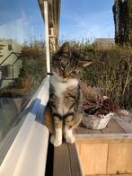 Avontuurlijke boerderijkat zoekt nieuw huisje, Dieren en Toebehoren, Katten en Kittens | Overige Katten, Kater, 6 jaar of ouder
