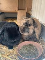 2 Lieve dwerg hangoor konijnen, Dieren en Toebehoren, Meerdere dieren, Dwerg, Hangoor, 3 tot 5 jaar