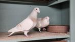 Koppel postduiven 2025 Sion Isabel geel 100% Descheemaeker, Dieren en Toebehoren, Meerdere dieren, Postduif