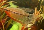 Trichopodus Leerii - Diamant Gourami, Vis, Zoetwatervis