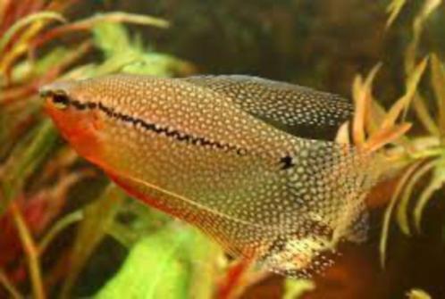Trichopodus Leerii - Diamant Gourami, Dieren en Toebehoren, Vissen | Aquariumvissen, Zoetwatervis, Vis