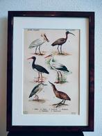 Litho Floericke Lepelaar Ibis Ooievaar Kwak Roerdomp 1922, Ophalen of Verzenden