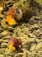 Thylomenia slakken (Oranje) | Sulawesi slak, Dieren en Toebehoren, Slak of Weekdier, Zoetwatervis
