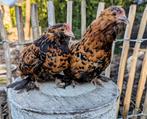 Prachtige ukkelse baardkrielen kippen, Dieren en Toebehoren, Pluimvee, Vrouwelijk, Kip