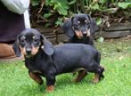Prachtige kortharige dwerg teckel pups, Dieren en Toebehoren, Honden | Teckels en Dashonden, Nederland, CDV (hondenziekte), 8 tot 15 weken