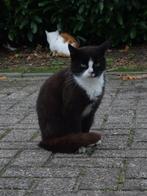 boerderij kittens/katten, Dieren en Toebehoren, Katten en Kittens | Overige Katten, Meerdere dieren, Kortharig, 3 tot 5 jaar