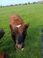 Brandrood stierkalf, Dieren en Toebehoren, Runderen, Mannelijk, 0 tot 2 jaar