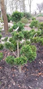 Chamaecyparis Draht  bonsai multibol vormsnoei 100-125 cm, Struik, Conifeer, Ophalen, 100 tot 250 cm