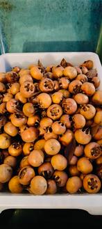 Mispels (biologisch), Ophalen