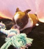 Chihuahua pups chocolade bruin en lilac bijzondere kleuren, Dieren en Toebehoren, Honden | Chihuahua's en Gezelschapshonden, Parvo