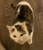 Poes, Dieren en Toebehoren, Katten en Kittens | Overige Katten, Poes