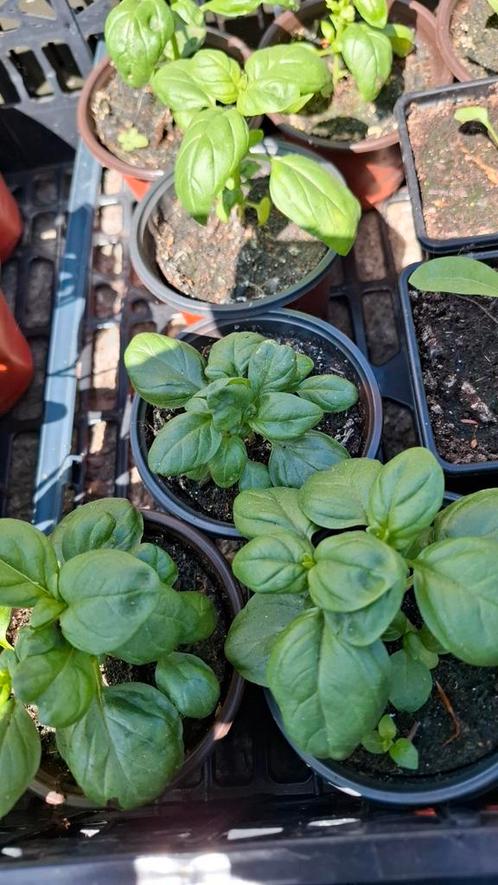 Basilicum 'Italiano Classico' plantentjes te koop, Tuin en Terras, Planten | Tuinplanten, Eenjarig, Kruiden, Volle zon, Zomer