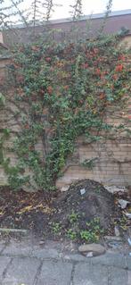 Gratis vuurdoorn - snel ophalen!, Tuin en Terras, Planten | Tuinplanten, Ophalen, Volle zon, Vaste plant, Klimplanten