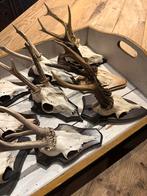 "HENDRICKX "  Geweitjes Reebok 10 stuks., Ophalen of Verzenden, Gebruikt, Hert, Gewei of Kop