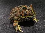 Pacman kikker gezocht, Dieren en Toebehoren, Reptielen en Amfibieën, Amfibie, 0 tot 2 jaar