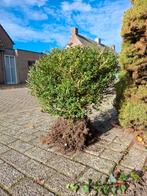 Struik te koop - 5 euro!, Tuin en Terras, Planten | Bomen, Bloeit niet, Overige soorten, Minder dan 100 cm, Ophalen