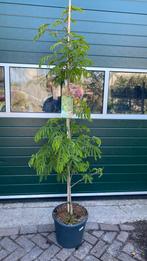 Albizia ombrella (persische slaapboom), Tuin en Terras, Ophalen, Volle zon, Overige soorten
