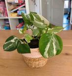 Scindapsus epipremnum Njoy, Ophalen, Halfschaduw, Minder dan 100 cm