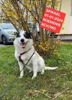 Spikkel is in Nederland, Dieren en Toebehoren, Honden | Niet-rashonden, Particulier, Rabiës (hondsdolheid), 1 tot 2 jaar, Buitenland