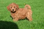 Poedel kruising pups cavapoo,maltipoo, Dieren en Toebehoren, Honden | Niet-rashonden, België, Rabiës (hondsdolheid), 15 weken tot 1 jaar