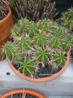 Euphorbia anopilia pot 25 cm doorsnede, Ophalen, Zomer, Overige soorten, Volle zon