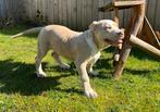 XL Merle American bully pups, Dieren en Toebehoren, Honden | Bulldogs, Pinschers en Molossers, Overige rassen, 8 tot 15 weken