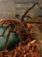 Goliath vogelspin Theraphosa, Dieren en Toebehoren, Spin of Schorpioen