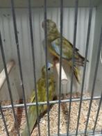 Mooi koppel splendid parkieten, Meerdere dieren, Parkiet