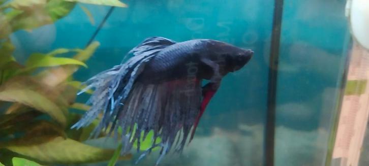 Betta man donkerblauw, Dieren en Toebehoren, Vissen | Aquariumvissen, Zoetwatervis, Vis