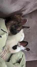 Konijn, Dieren en Toebehoren, Mannelijk, Klein, 0 tot 2 jaar