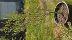 olijfboom, Ophalen, 100 tot 250 cm, In pot, Overige soorten