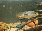 F1 parachromis motaguensis rio blanco (cota), Dieren en Toebehoren, Vissen | Aquariumvissen