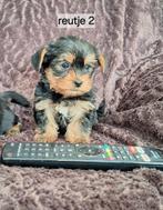 Super lieve gezonde yorkshire terrier pups, Dieren en Toebehoren, Honden | Jack Russells en Terriërs, Yorkshire Terriër, Reu, 8 tot 15 weken