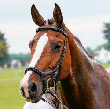 9 jarige merrie voor recreatie, fokmerrie, Dieren en Toebehoren, Paarden, Merrie, 160 tot 165 cm, 7 tot 10 jaar, Recreatiepaard