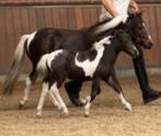 NMPRS Merries TE KOOP, Dieren en Toebehoren, Pony's, Gechipt, 0 tot 2 jaar, A pony (tot 1.17m), Meerdere dieren