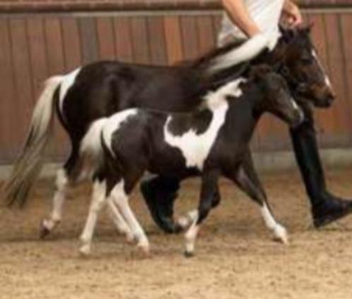 NMPRS Merries TE KOOP, Dieren en Toebehoren, Pony's, Meerdere dieren, A pony (tot 1.17m), Recreatiepony, 0 tot 2 jaar, Gechipt